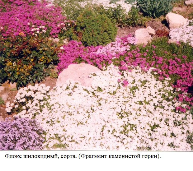 фото Флокс шиловидный